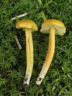 Golden Waxy Cap thumbnail 6