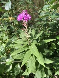 Western Ironweed thumbnail 1