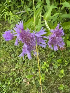 Stokes' aster thumbnail 2