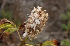 California buckeye thumbnail 2