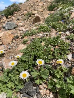 Fanleaf Fleabane thumbnail 3