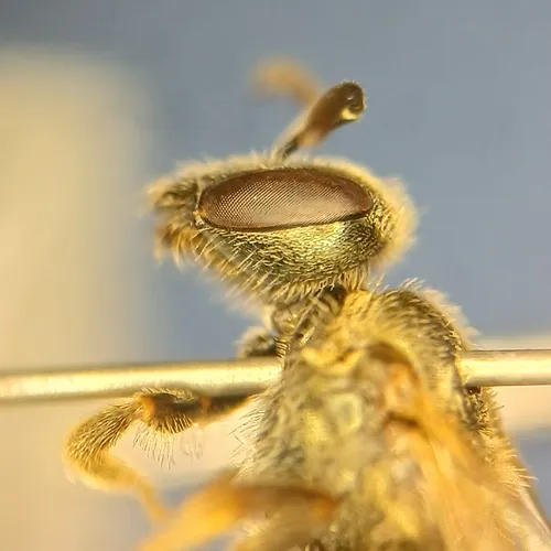 Weems's Sweat Bee
