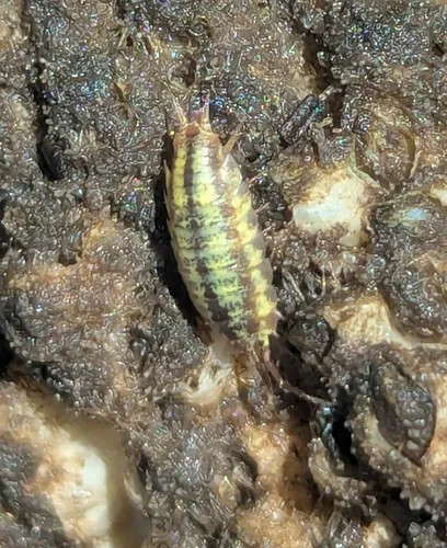 Eastern Saltmarsh Woodlouse