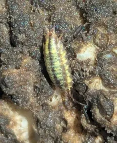 Eastern Saltmarsh Woodlouse thumbnail 1