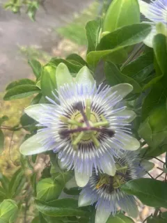 Bluecrown passionflower thumbnail 3
