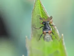 Ripiphorus fasciatus thumbnail 2