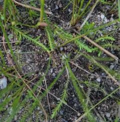 appressed bog clubmoss thumbnail 3