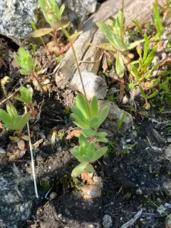 Bud Saxifrage thumbnail 3