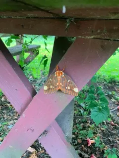 Regal Moth thumbnail 3