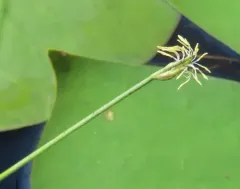 water bulrush thumbnail 3