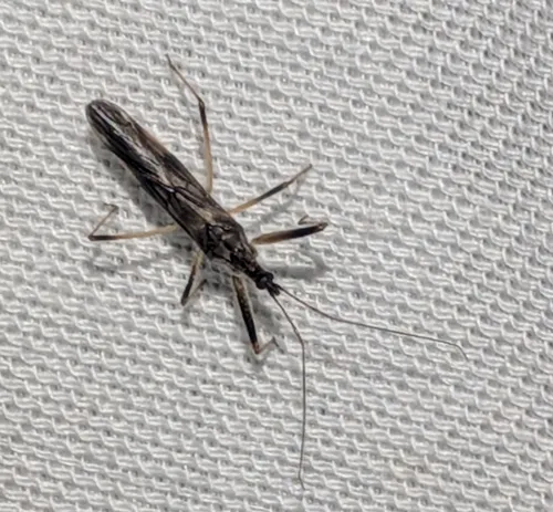 Metatropiphorus belfragii