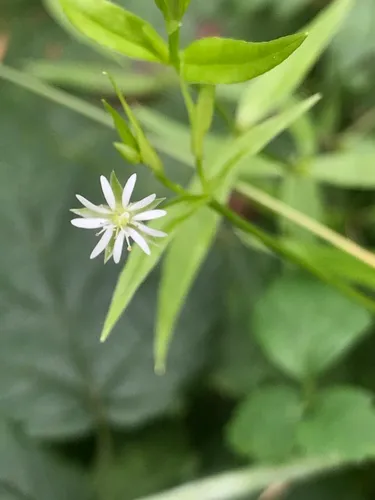 northern starwort