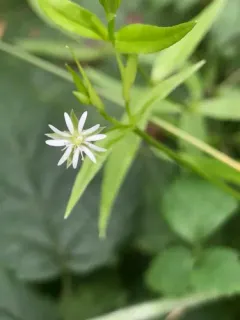 northern starwort thumbnail 1