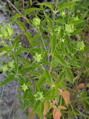 wild bergamot thumbnail 2