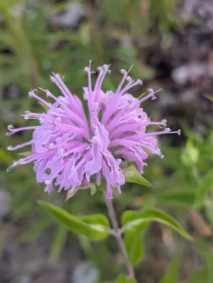 wild bergamot