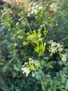 Celery thumbnail 2