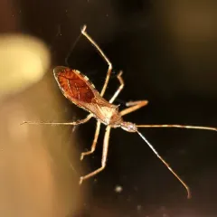 Ring-horned Assassin Bug thumbnail 4
