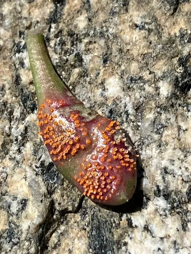 Uromyces spragueae
