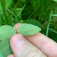 hog-peanut false rust thumbnail 4