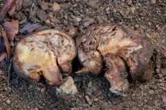 Gastroid Pine Spike thumbnail 3
