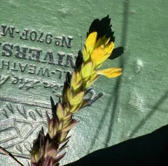 yellow owl's-clover thumbnail 4