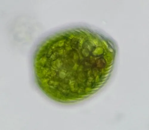 Lepocinclis salina