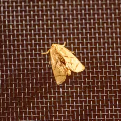 Yellow-collared Slug Moth thumbnail 4