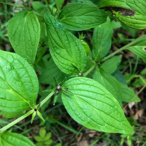 American gromwell