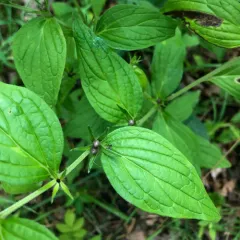 American gromwell thumbnail 1