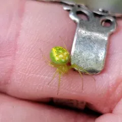 Red-spotted Orbweaver thumbnail 4
