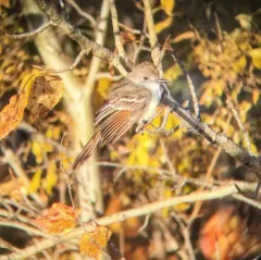 Ash-throated Flycatcher thumbnail 2