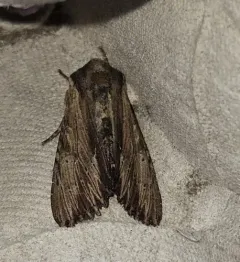Apamea cuculliformis thumbnail 4