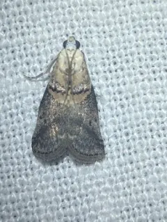 Pecan Leaf Casebearer Moth thumbnail 4