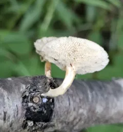 Spring Polypore thumbnail 4