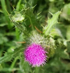 Short-styled Thistle thumbnail 4
