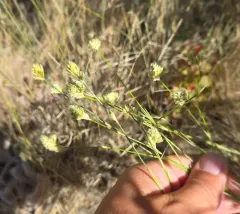 ballhead sandwort thumbnail 4