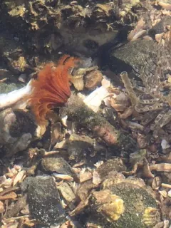 Giant Feather Duster Worm thumbnail 3