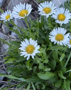 Cascade Fleabane thumbnail 1