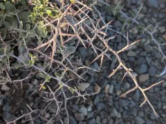 mountain whitethorn thumbnail 4