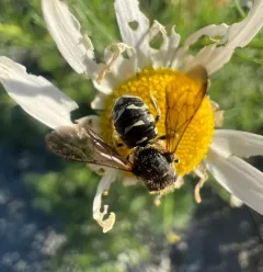 Variable Pebble Bee thumbnail 2