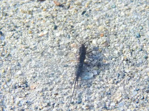 Arctic Bristletail