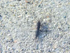 Arctic Bristletail thumbnail 1