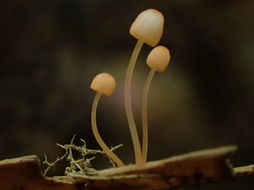 ferny bonnet