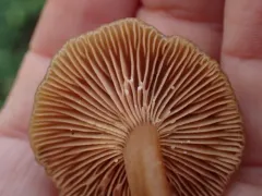Lactarius occidentalis thumbnail 2
