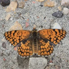 Sagebrush Checkerspot thumbnail 4