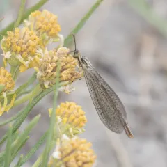 Brachynemurus abdominalis thumbnail 4