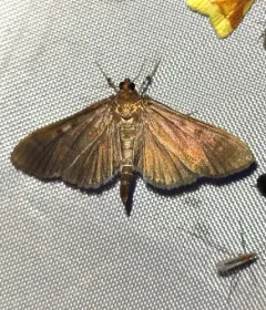 Herpetogramma sphingealis thumbnail 3