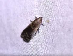 Kearfott's Acrobasis Moth thumbnail 4