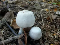 Agaricus approximans thumbnail 4
