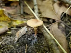 Lepiota neophana thumbnail 2